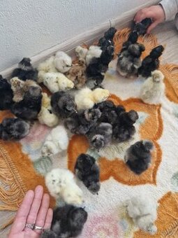 Násadové vajíčka Hodvábničky USA