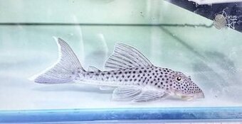 Ancistomus snethlageae L141