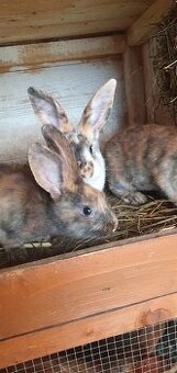 Burgundský králik, dalmatínsky rex