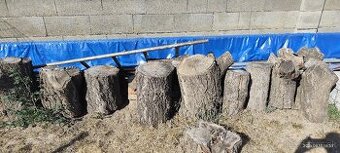 3 roky sušené marhuľové kláty pre rezbárov a stolárov