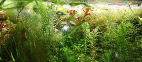 11 druhov tropicke Akvarijne Rastliny+Krevetky-dostupne