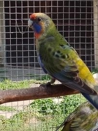 Rozela adelaida