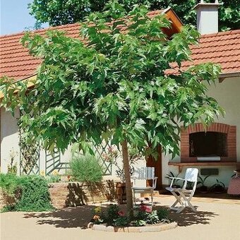 Moruša biela Alba Macrophyla nízka odroda aj do malých záhra