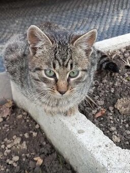 Darujem do dobrých rúk prítulného hravého kocúrika