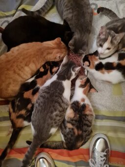 Vyhodené mačiatka a mačky