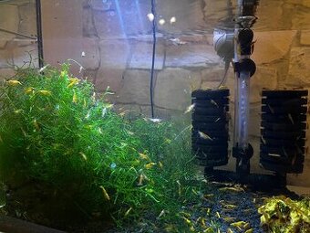 Krevety-Neocardinia yellow fire