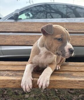 Americký stafordsirsky terier, Stafford, amstaf