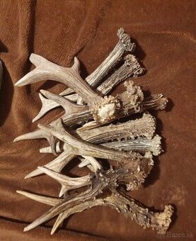 Srncie parozie,parohy,zhody