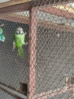 Predám Alexander fúzatý - ružovoprsí