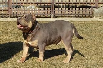 American Bully