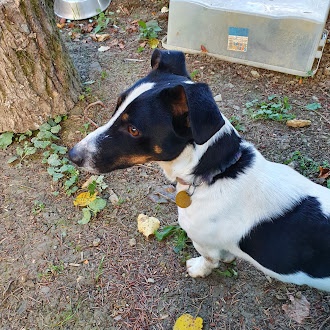 Darujem Jack Russel terier