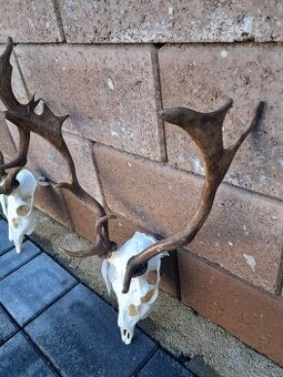 Daniel, trofej, trofeje, parozie,zhody