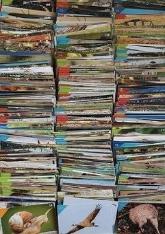 Animal kingdom albumy a nálepky