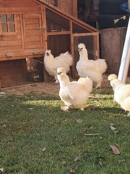 násadové vajíčka hodvábničky veľké biele bradaté