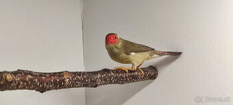 Astrild trstinový/rákosný