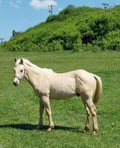 Quarter horse žrebcek