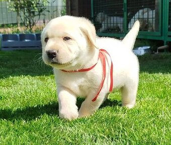 Labrador retriever steniatka s PP