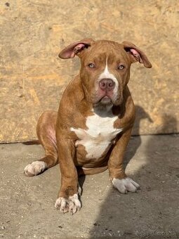 American Bully