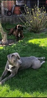 Staford-cane corso
