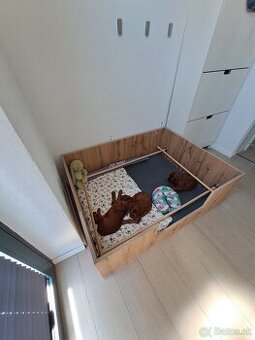 Pôrodný box pre psy
