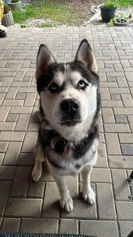 Husky čistokrvný - 1