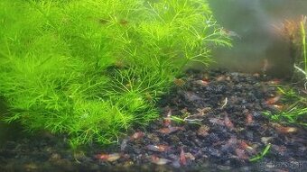 Red Rili - Neocaridina davidi
