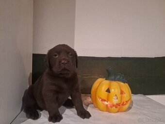 Labrador čokoladový