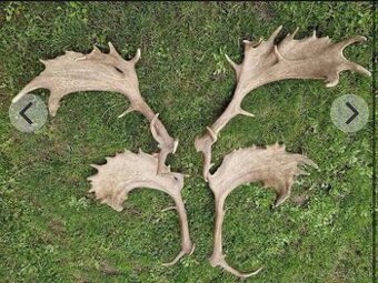 Kupim pekne zhody z daniela.parozie,zhody,parohy