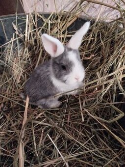 Predám zakrslých zajačikov.