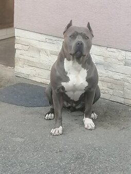 Hľadám psa american bully na krytie.