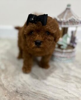 Pudel, pudlik toy/trpaslík s rodokmeňom