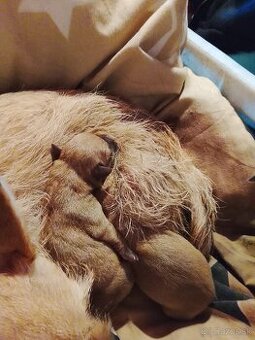 Krásne šteniatko mini čivavy