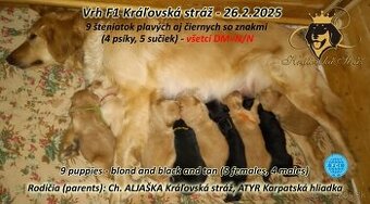 HOVAWART - Šteniatka s PP FCI