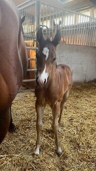 Bay hřebec American Quarter Horse s reiningovým původem