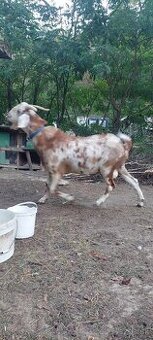 Capko