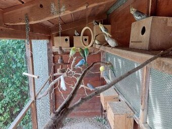 Andulky korely predaj