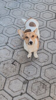 Jack Russel