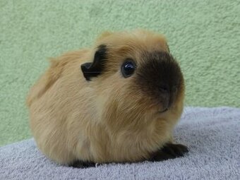 Ušľachtilé morčiatka