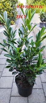 VAVRINOVEC,TUJA SMARAGD - 1