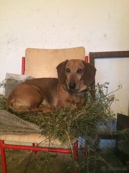 Krátkosrstý kazvečik