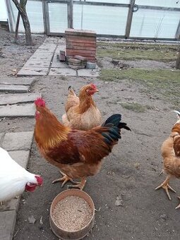 Predám kohútov, kohúty, kohúta alebo vymením za zrno