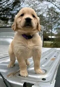 Šteniatka zlatého retrievera hľadajú domov