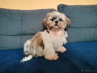 shi tzu