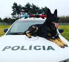 Nemecký ovčiak Belgický ovčiak Malinois