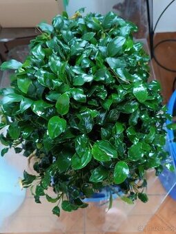 Anubias Nana