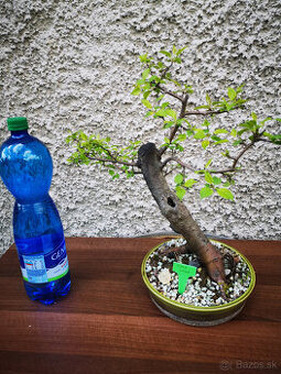 bonsai 5