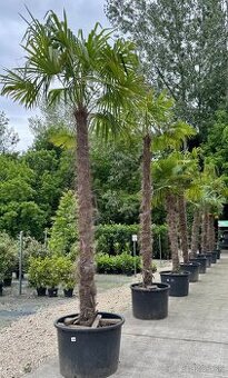 Trachycarpus fortunei – Mrazuvzdorná palma / ešte krasne 3ks