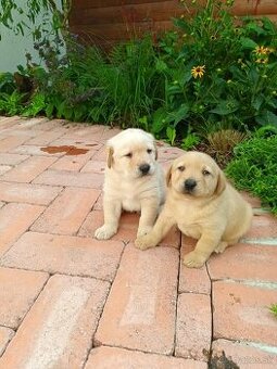Labrador šteniatka