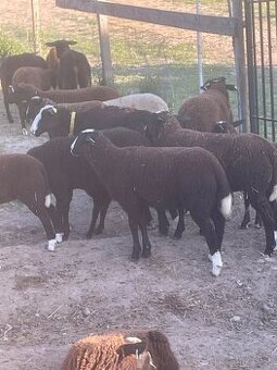 Zwartbles jahňatá