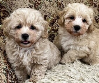 Maltipoo